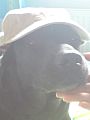 happydog244 happydog244